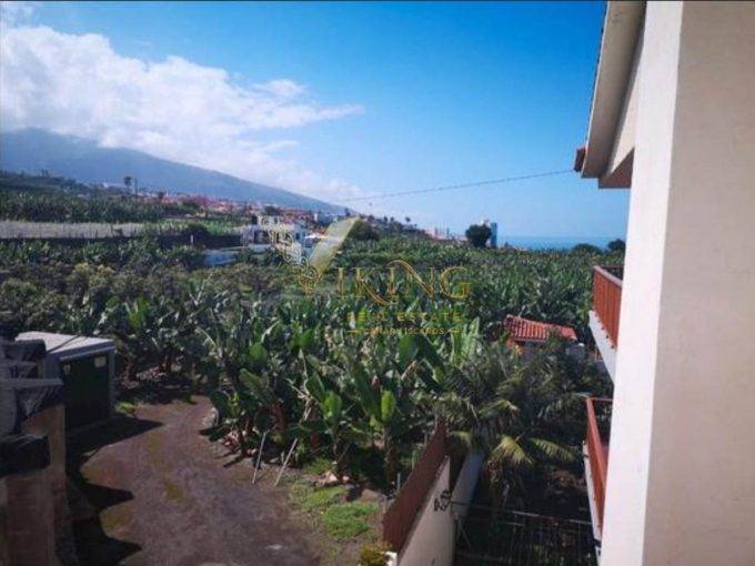 Bananenfarm, Puerto de la Cruz